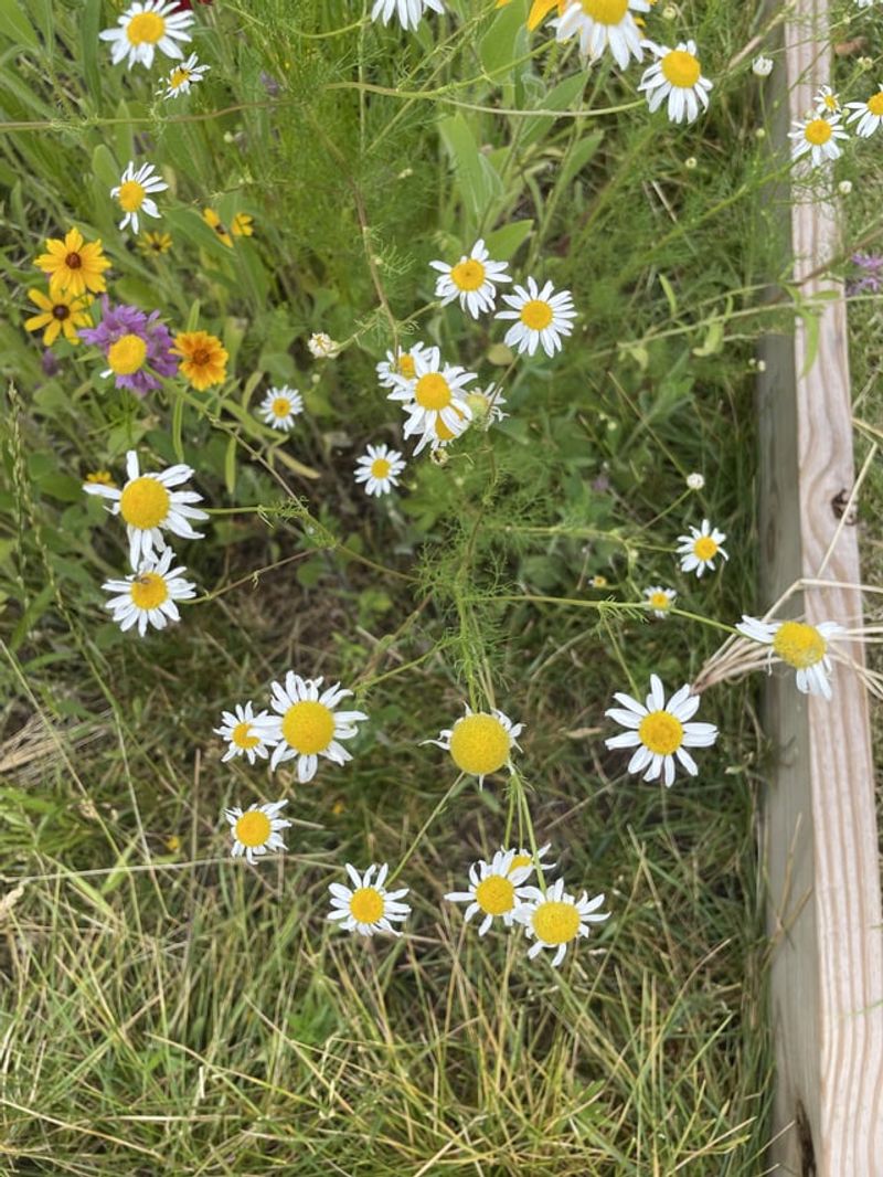 Thrives In Partial Shade
