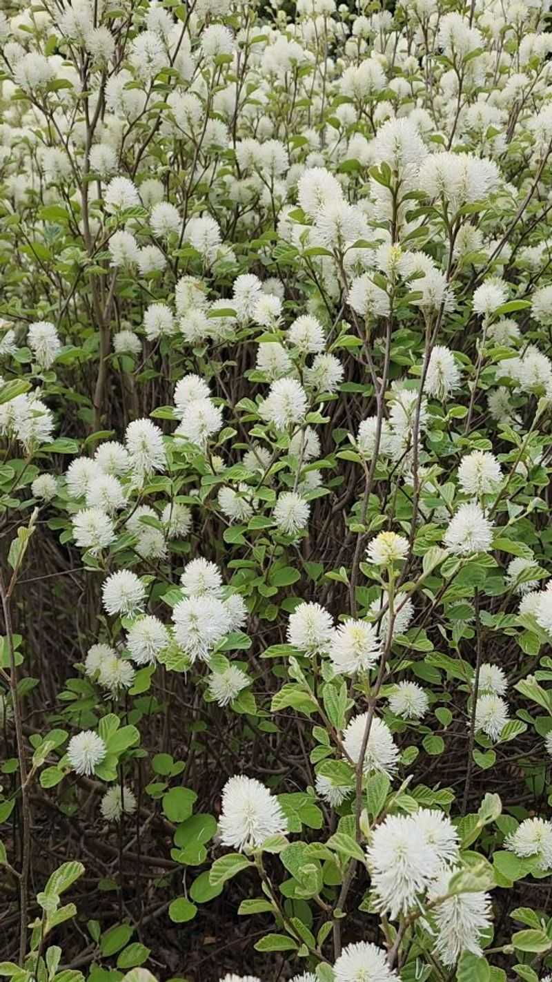 Dwarf Fothergilla