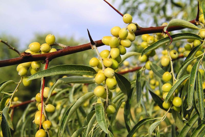 Russian Olive (Elaeagnus angustifolia)