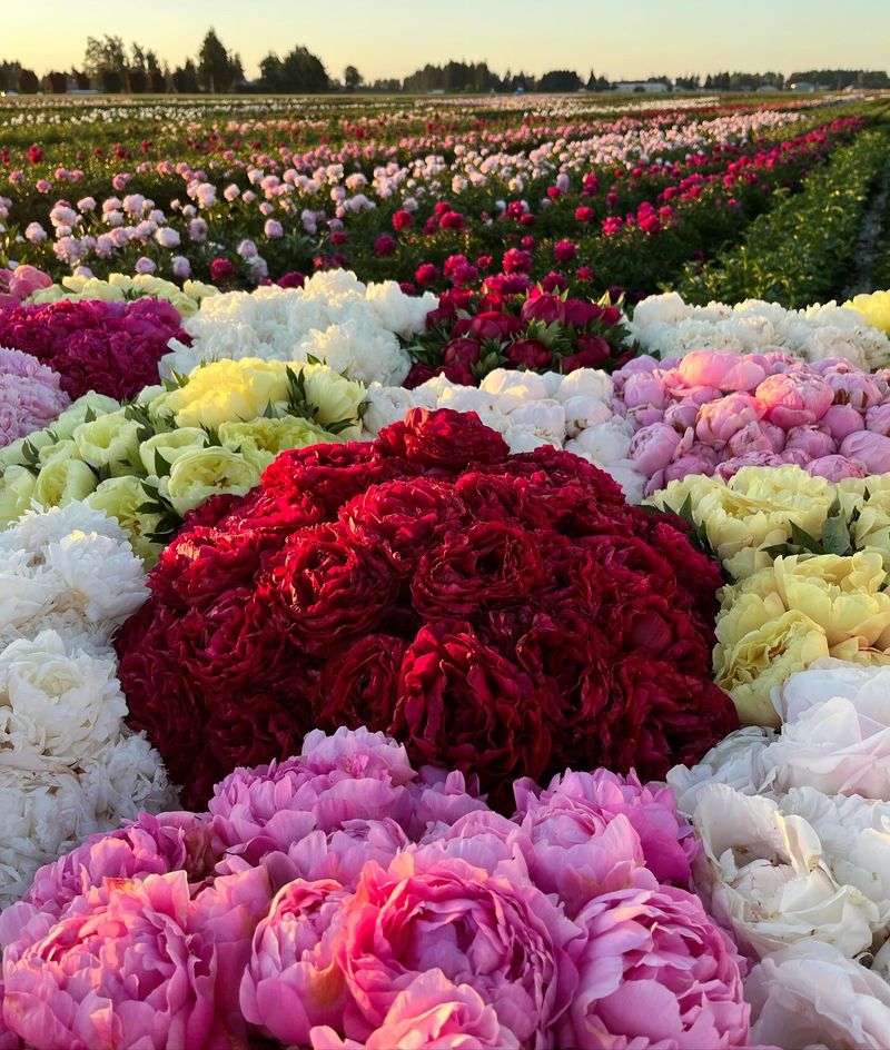 Peony Cutting Garden