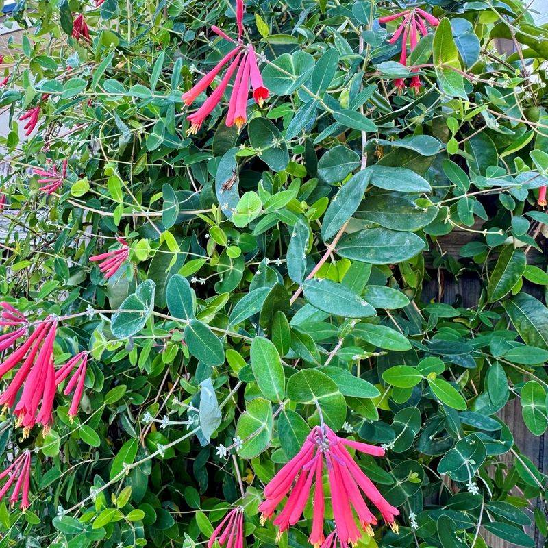 Honeysuckle