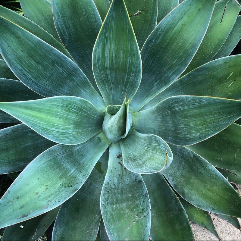 Agave