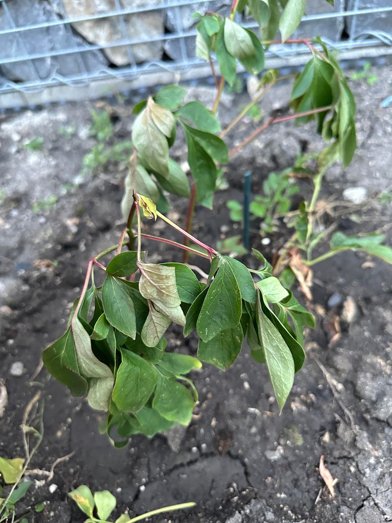 Check for damage or disease