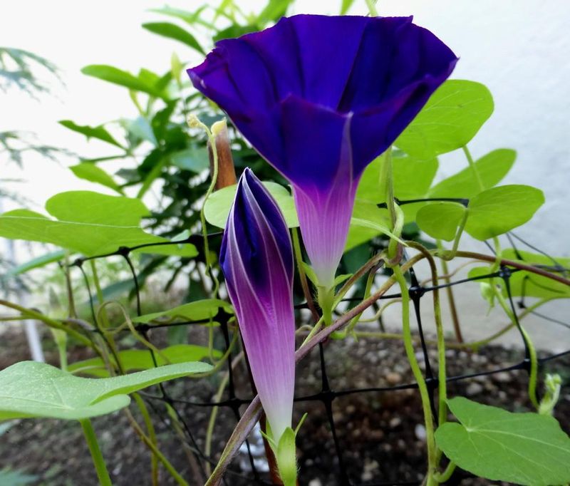 Morning Glory Tepee