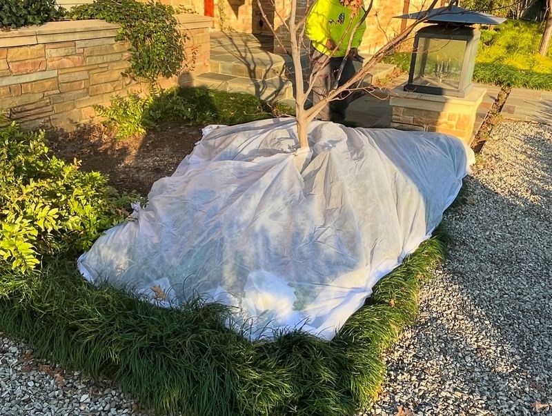 Natural Frost Protection