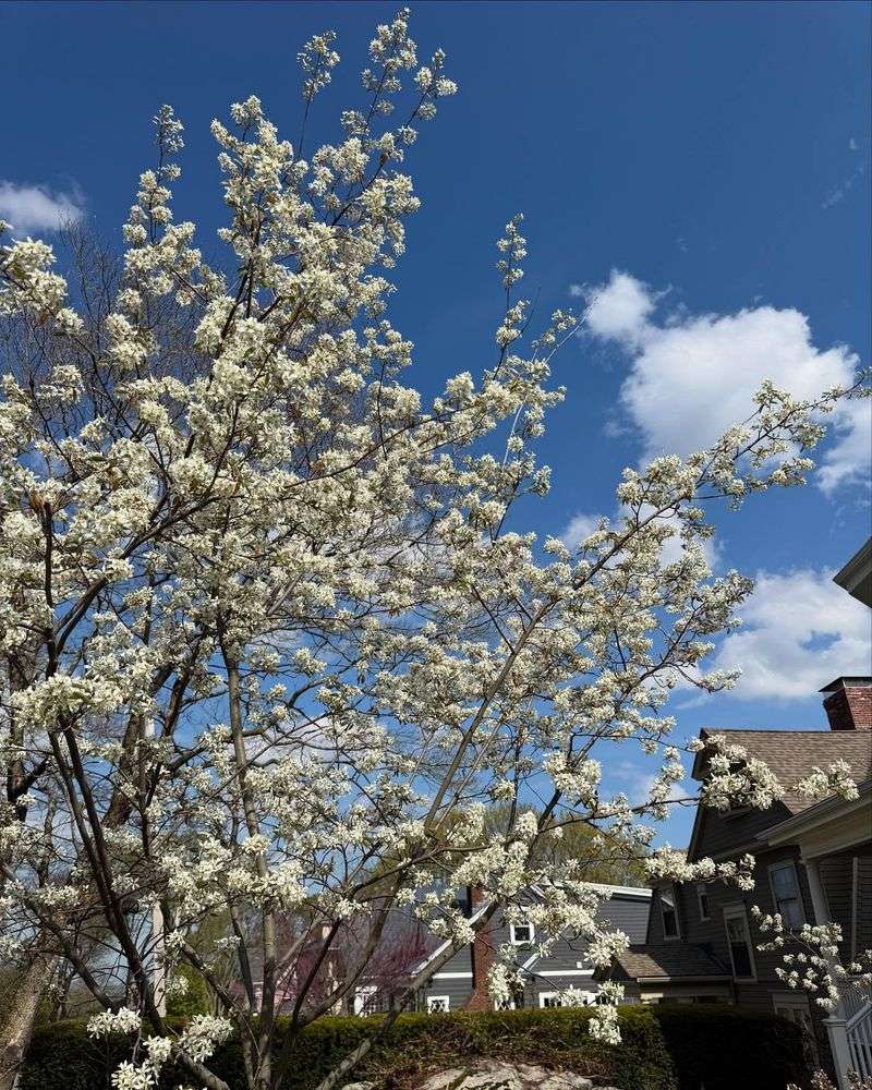 Serviceberry