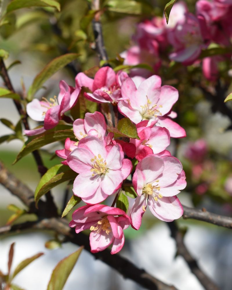 Crabapple