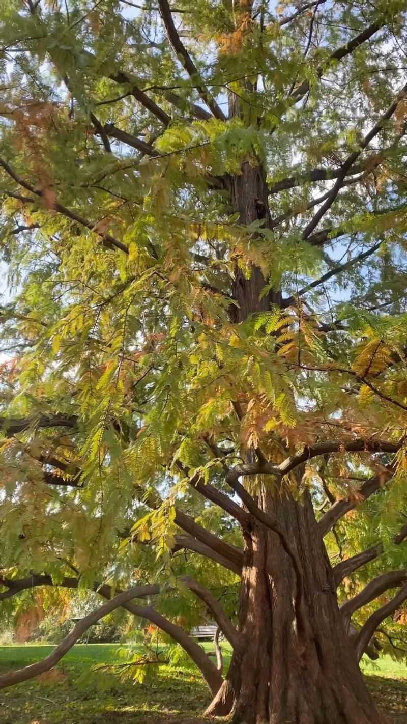 Dawn Redwood