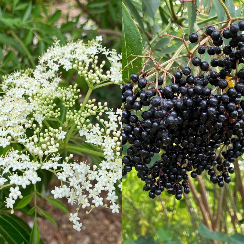 Elderberry Shrubs