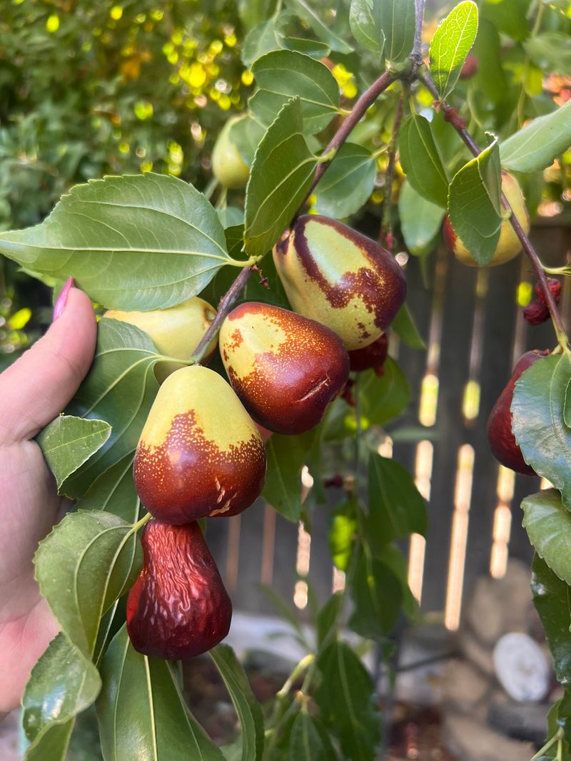 Jujube Trees: Drought-Defying Delights