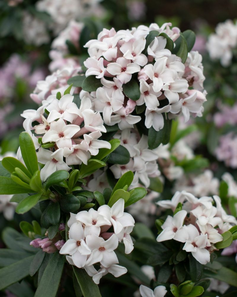 Daphne
