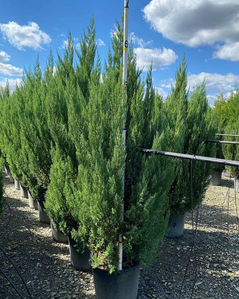 Juniper's Fading Foliage