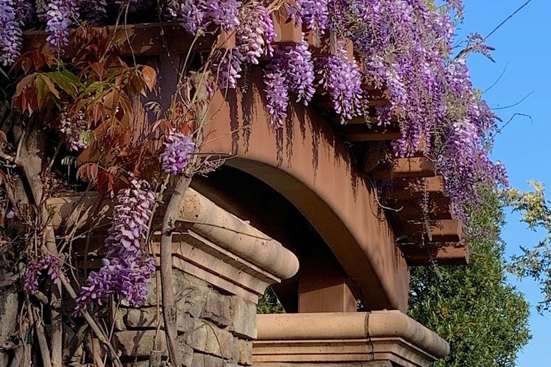 Wisteria