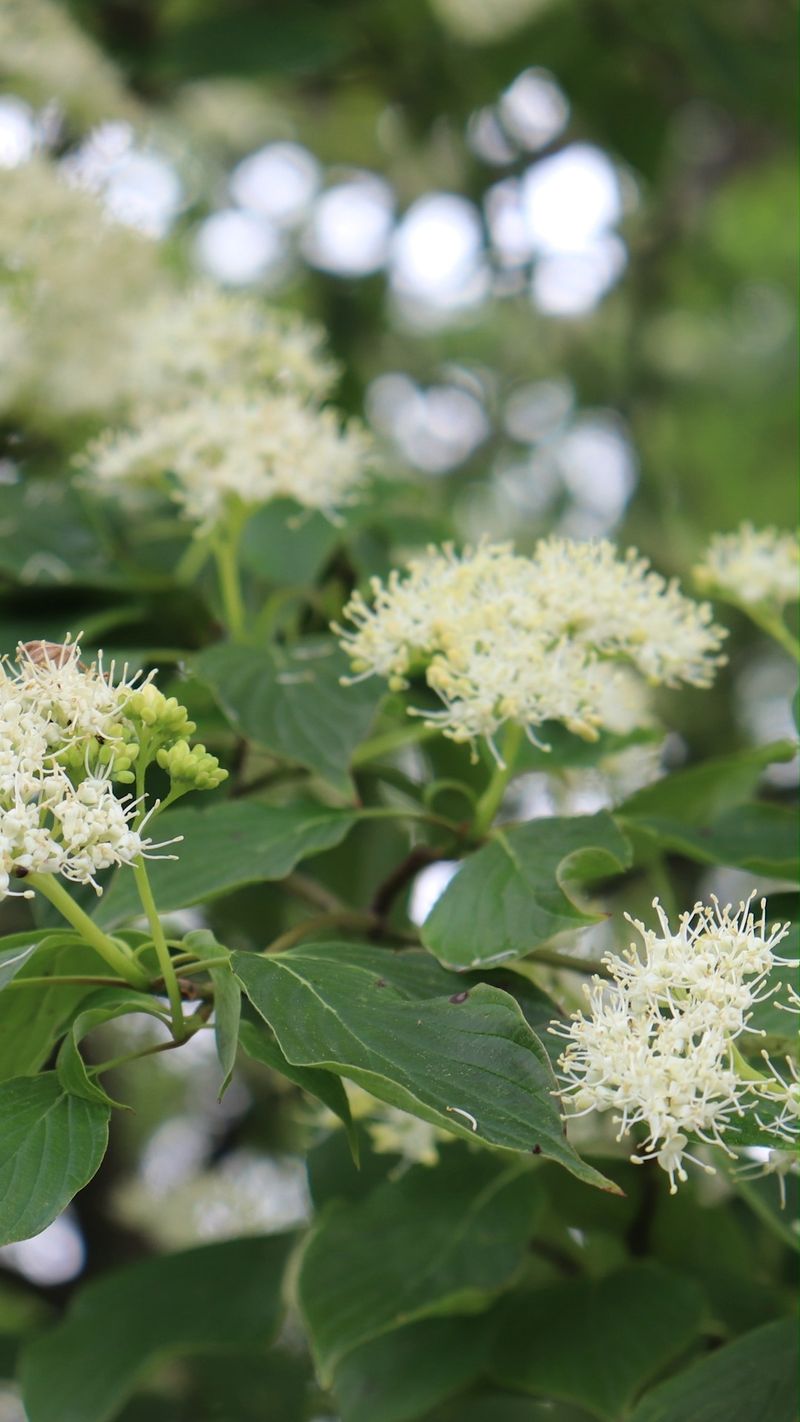 Pagoda Dogwood