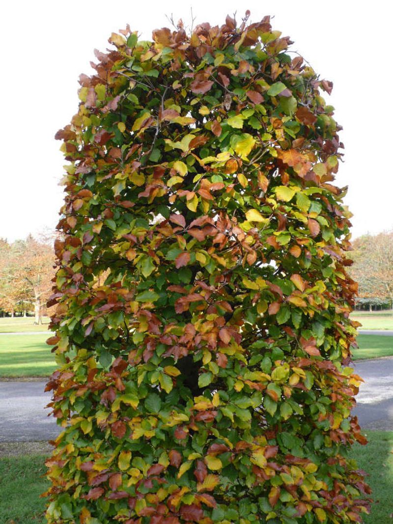 European Beech