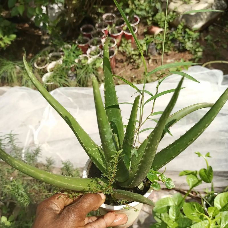 Aloe