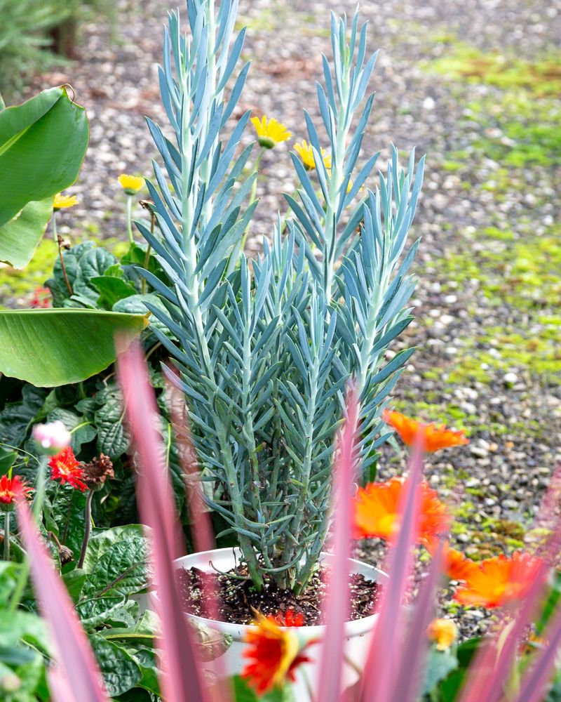 Senecio 'Himalaya'