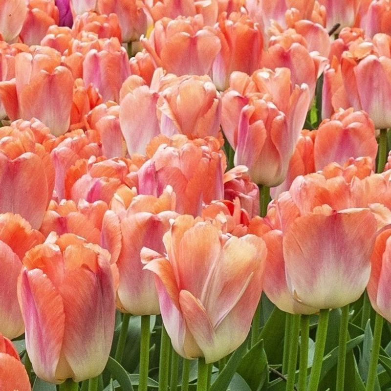 Coral and Peach: Tropical Warmth