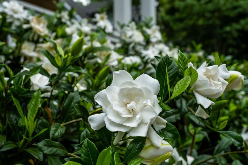 Plant Scented Flowers Near Windows