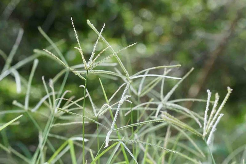 Remove Seed Heads Before They Mature