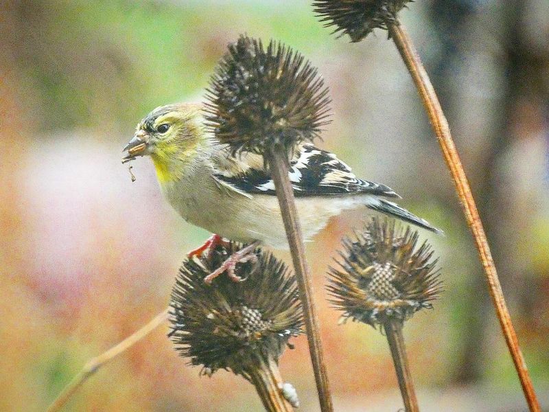 Grow Native Grasses and Wildflowers