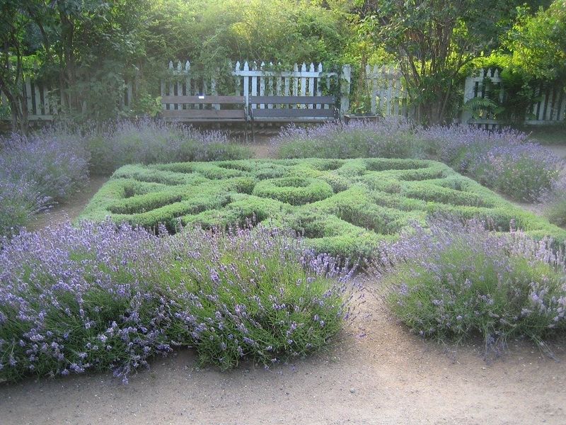 Add Fragrant Herbs for Sensory Appeal