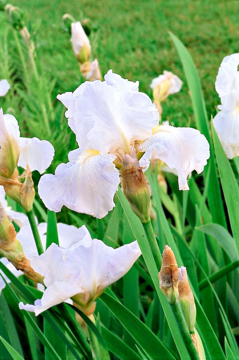 Plant A New Iris Variety