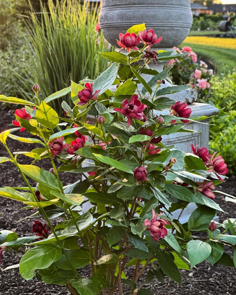 Extend the Blooming Season