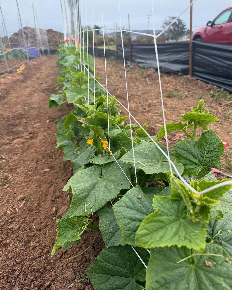 Give Them Room to Grow