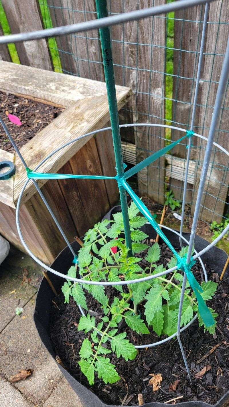 Install Support Systems at Planting Time