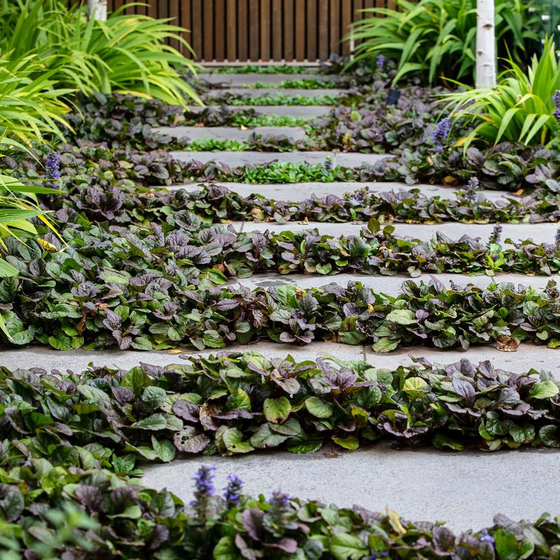 Plant Dense Ground Covers