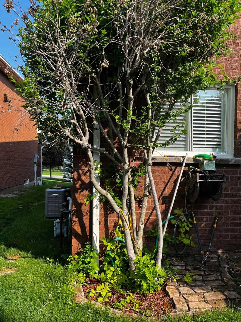 Allowing Shrubs to Touch Your Home