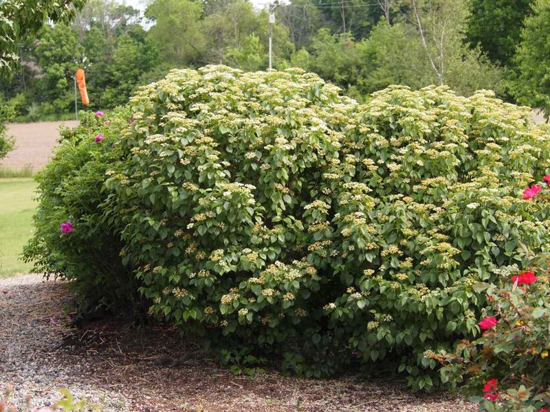 Underestimating Mature Shrub Size