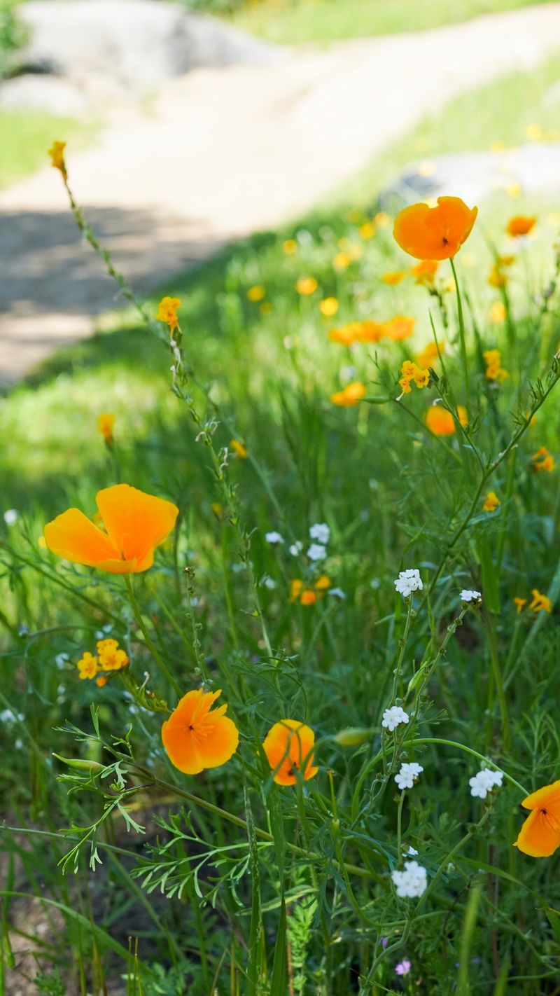 Seasonal Wildflowers
