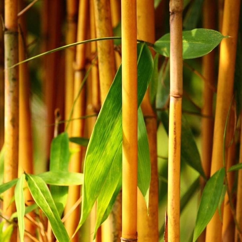 Golden Bamboo