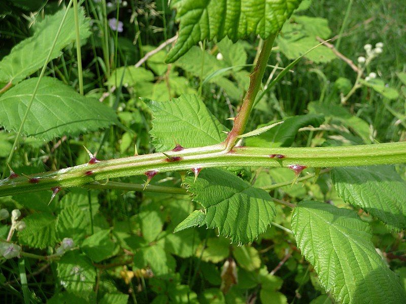 Himalayan Blackberry: The Thorny Takeover Artist