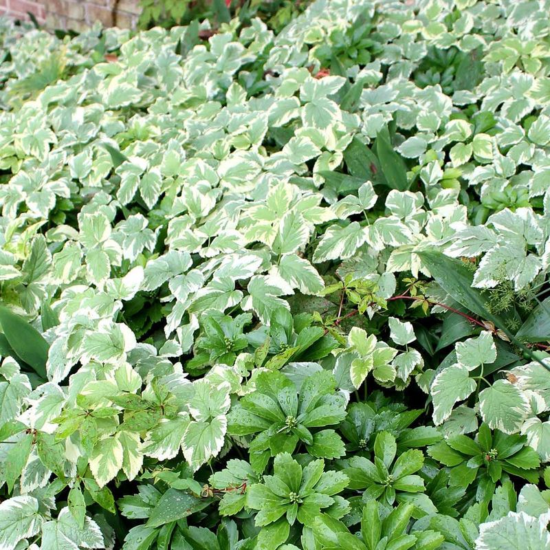 Bishop's Weed: Pretty But Problematic
