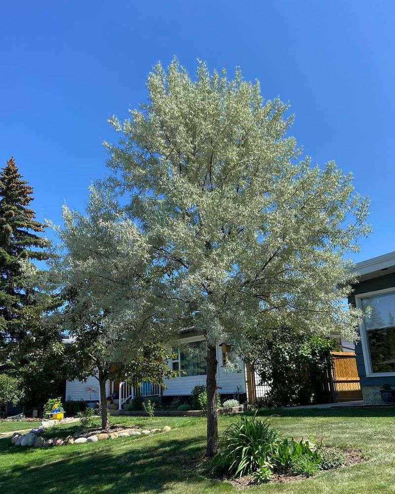 Russian Olive
