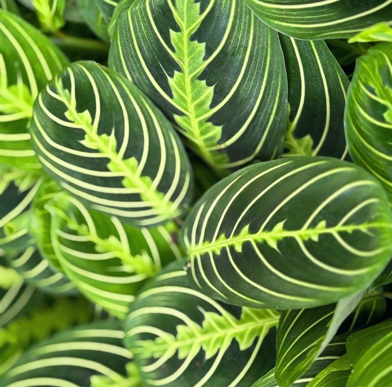 Prayer Plant