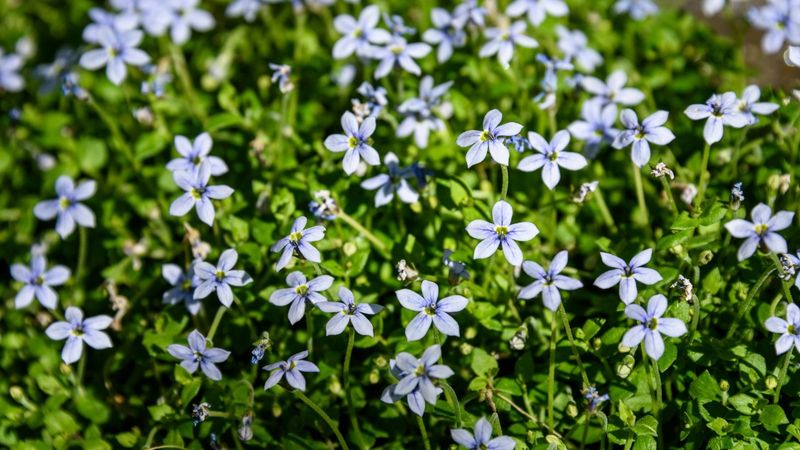 Blue Star Creeper