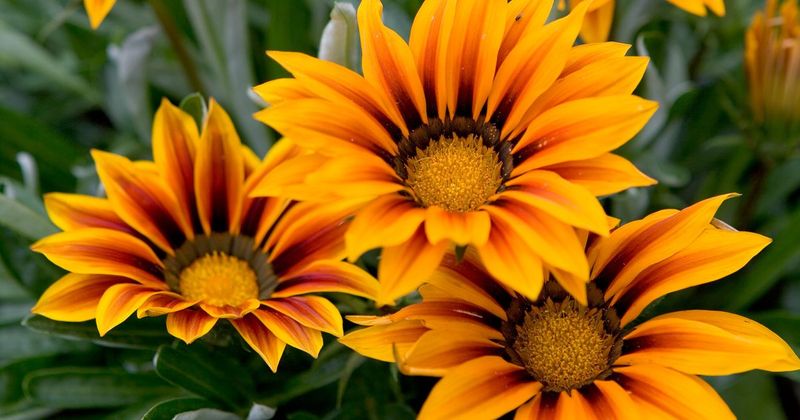 Gazania