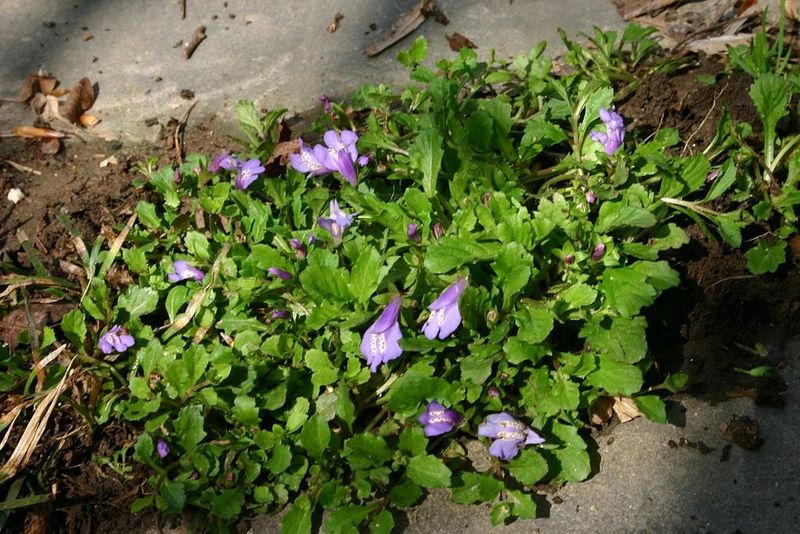 Mazus Fails To Impress Around Trees