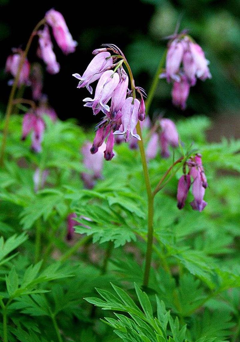 Fringed Bleeding Heart (Dicentra eximia)