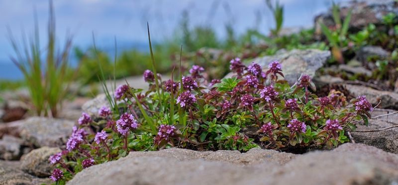 Woolly Thyme: Perfect For Rock Gardens