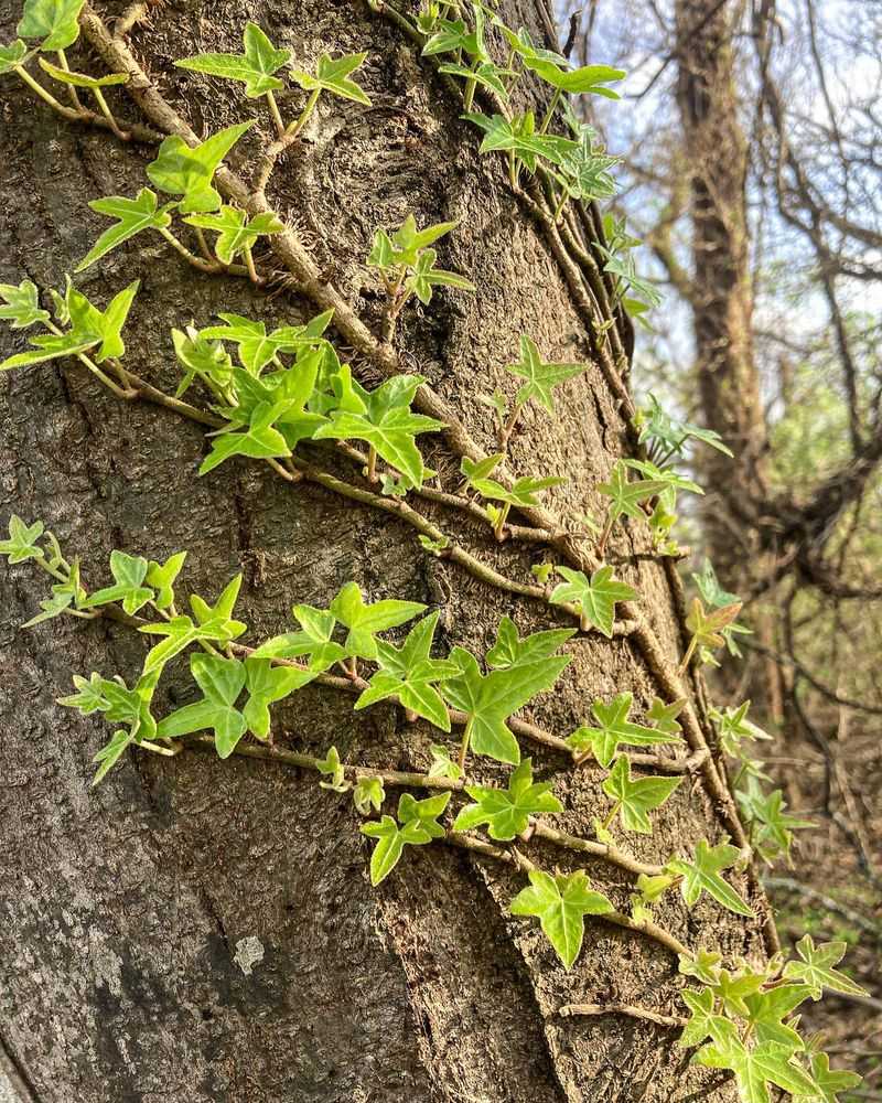 English Ivy