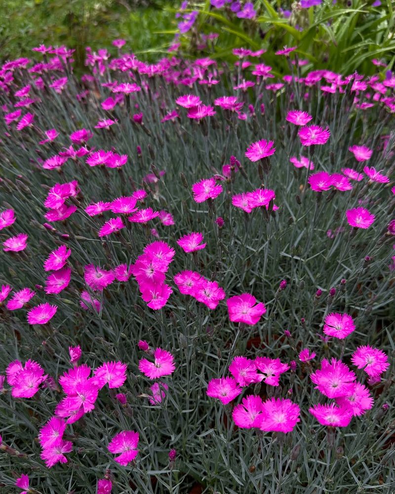 Dianthus