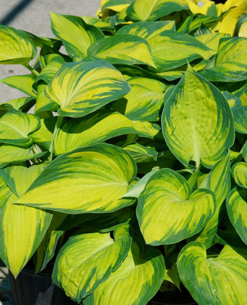 Hostas