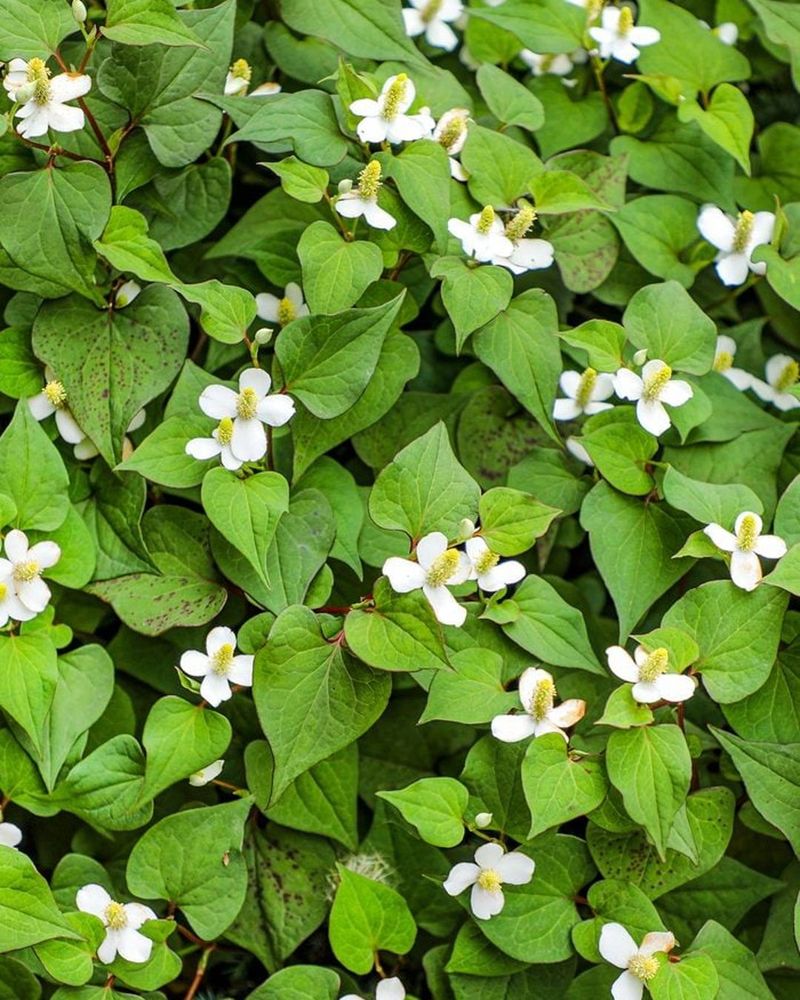 Spreading Chameleon Plant