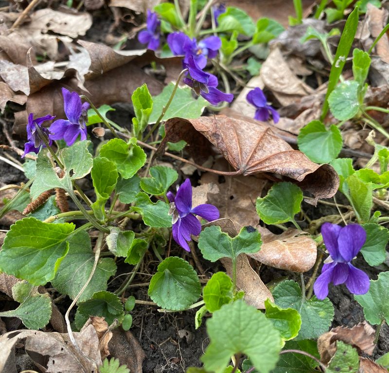 Woodland Violets