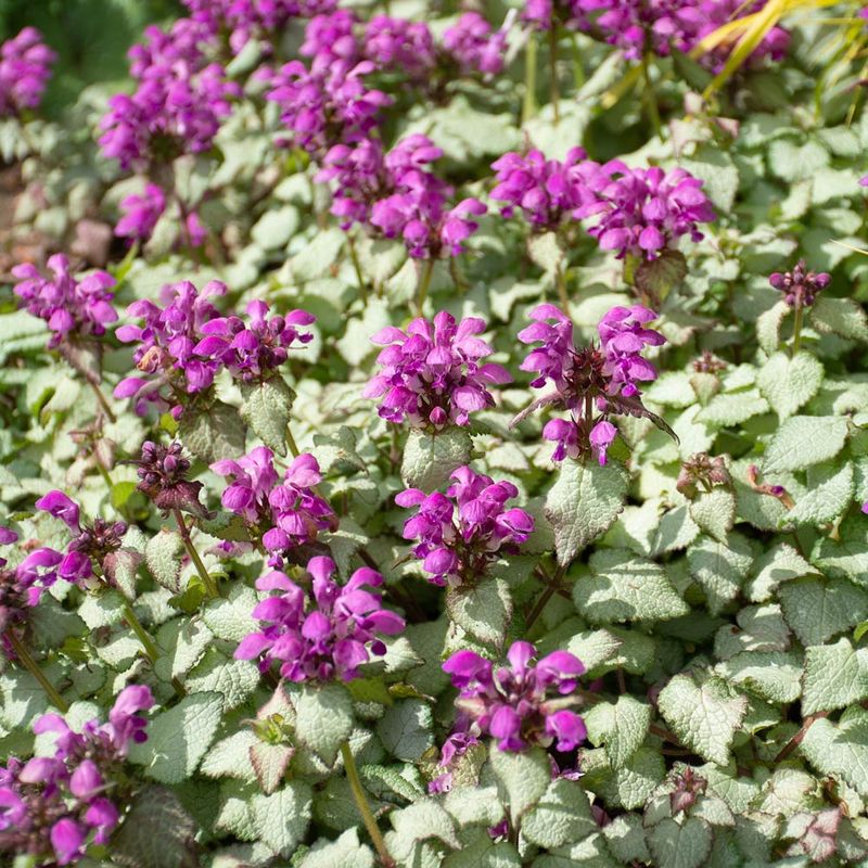 Lamium (Dead Nettle)